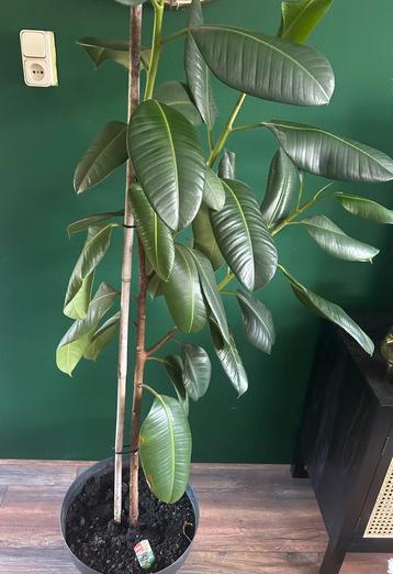  Ficus Robusta – 1,80m hoog mét pot  beschikbaar voor biedingen