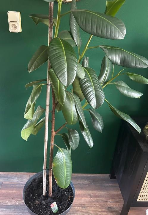 Ficus Robusta – 1,80m hoog mét pot, Huis en Inrichting, Kamerplanten, Ficus, 150 tot 200 cm, Groene kamerplant, Halfschaduw, In pot