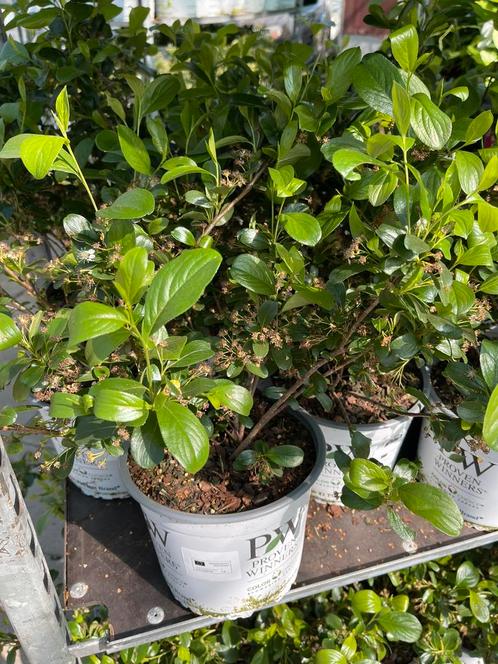 Aronia mel Revontuli ‘Mound’ (Appelbes) 3 voor €10, Tuin en Terras, Planten | Struiken en Hagen, Ophalen