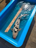 Koi Doitsu shiro utsuri 60+cm, Dieren en Toebehoren, Vissen | Vijvervissen, Karper of Koi