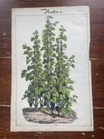 litho Ranken 1890 (Duits), Antiek en Kunst, Ophalen of Verzenden