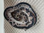 1.0 Python regius VPI Axanthic clown nk25, Slang, Tam, 0 tot 2 jaar