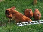 New Hampshire krielkippen | Jong geënte kippen, Kip, Meerdere dieren