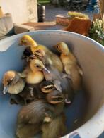 Loopeendjes, loopeenden, eendjes, eenden, Dieren en Toebehoren, Meerdere dieren, Eend