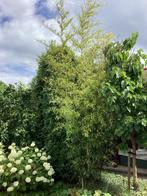 Bamboe struik (gratis), Tuin en Terras, Ophalen, Bloeit niet, Halfschaduw, Overige soorten