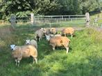 Te koop 10 stamboek texelaar ramlammeren met booroola gen, Dieren en Toebehoren, Schapen, Geiten en Varkens, Meerdere dieren, Schaap