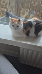 Gouden mandje gezocht, Dieren en Toebehoren, Katten en Kittens | Raskatten | Langhaar, Poes, 3 tot 5 jaar