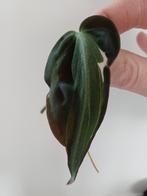 Philodendron Micans Halo Velvet Variegata, Huis en Inrichting, Kamerplanten, Ophalen of Verzenden, Halfschaduw, Minder dan 100 cm