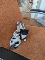 Prachtige halve Maine Coon kittens zoeken een warm thuis, Dieren en Toebehoren, Katten en Kittens | Overige Katten, Meerdere dieren