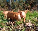 Tamworth biggen te koop, Dieren en Toebehoren, Schapen, Geiten en Varkens, Meerdere dieren, Varken