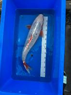 Japanse koi, Dieren en Toebehoren, Vissen | Vijvervissen, Karper of Koi