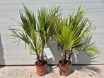 Mexicaanse waaierpalm, Ophalen, Zomer, Overige soorten, Volle zon
