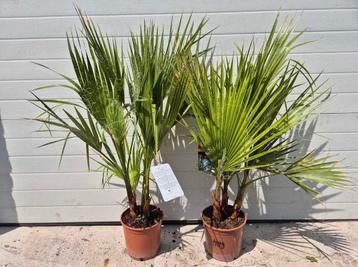 Mexicaanse waaierpalm beschikbaar voor biedingen