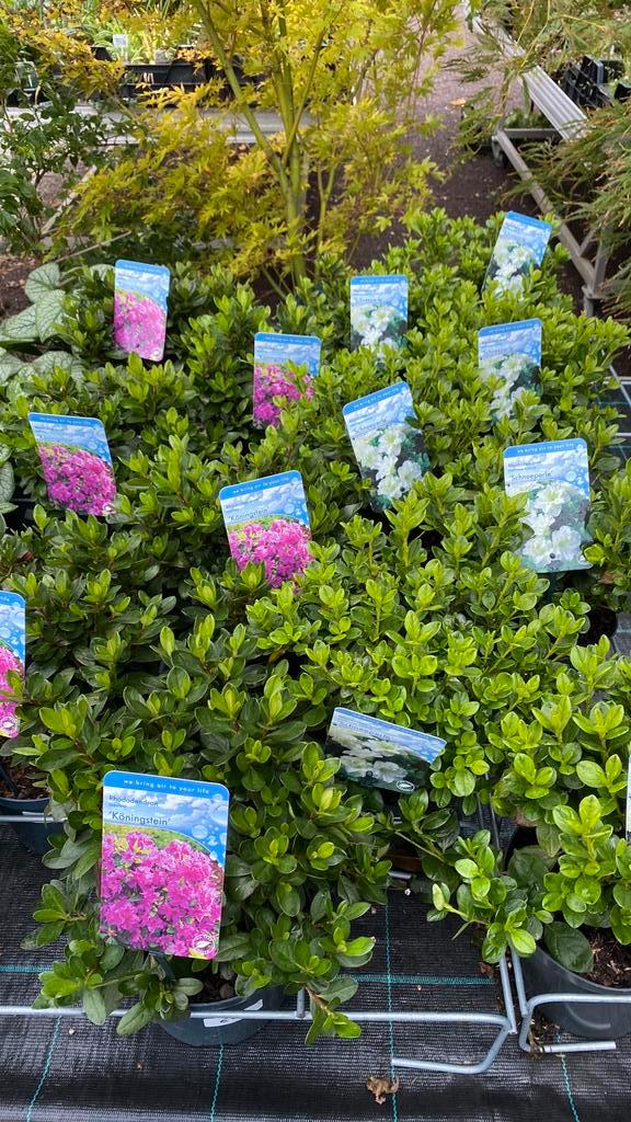 Azalea schneeperle en koningstein (dwerg rhododendron), Tuin en Terras, Planten | Tuinplanten, Overige soorten, Halfschaduw, Ophalen