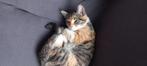 Gouden mandje gezocht voor Fay., Dieren en Toebehoren, Katten en Kittens | Overige Katten, Poes