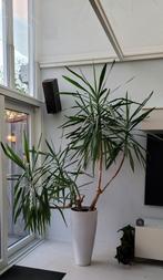 Yucca (zonder pot), Huis en Inrichting, Kamerplanten, Ophalen, Halfschaduw, Yucca, 150 tot 200 cm