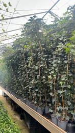 Hedera hibernica 175/200 t/m 250/300 cm, Gratis bezorgd, Ophalen of Verzenden, Overige soorten, 100 tot 250 cm