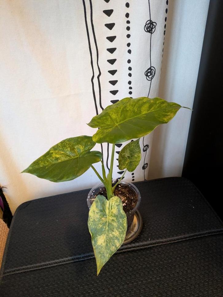 Alocasia Gageana aurea variegata, Huis en Inrichting, Kamerplanten, Minder dan 100 cm, Halfschaduw, Ophalen of Verzenden