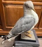 Opgezette Noorse stormvogel taxidermy, Ophalen of Verzenden, Gebruikt, Opgezet dier