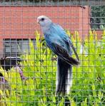 Blauw golden split pastel pop, Dieren en Toebehoren, Vogels | Parkieten en Papegaaien, Vrouwelijk, Parkiet, Geringd
