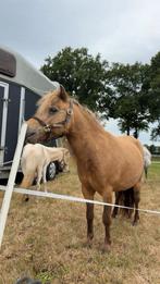 Verzorger gezocht op vrijdag middag, Dieren en Toebehoren, Paarden en Pony's | Overige Paardenspullen, Ophalen of Verzenden, Nieuw