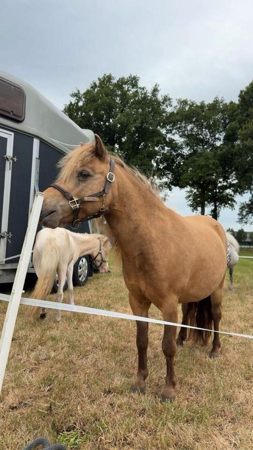 Verzorger gezocht op vrijdag middag, Dieren en Toebehoren, Paarden en Pony's | Overige Paardenspullen, Nieuw, Ophalen of Verzenden
