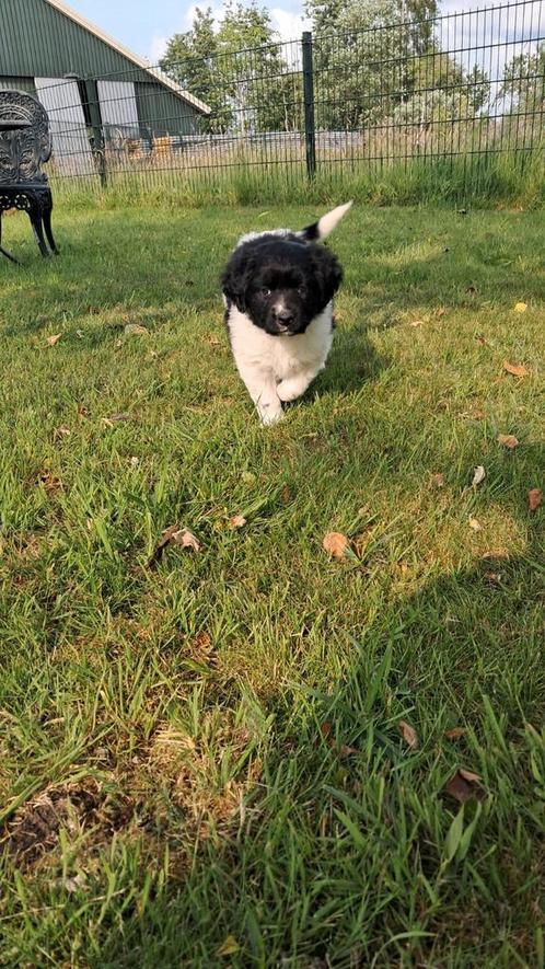 Friese Stabij pups, Dieren en Toebehoren, Honden | Chihuahua's en Gezelschapshonden, Meerdere dieren, Overige rassen, Particulier