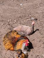 Broedeieren parelhoenders parelhoender parelhoen, Dieren en Toebehoren, Pluimvee, Geslacht onbekend, Kip