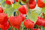 Lampion plant (physalis), stekje, Ophalen, Najaar, Volle zon, Zaad
