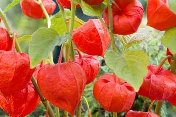 Lampion plant (physalis), stekje beschikbaar voor biedingen