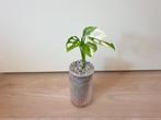 Monstera Adansonii variegata, verzamelen kamerplantje, Overige soorten, Ophalen of Verzenden, In pot, Minder dan 100 cm