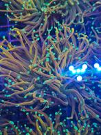 Euphyllia Fake Holly grail zeeaquarium koraal stekken, Ophalen of Verzenden, Zo goed als nieuw, Gevuld zeewateraquarium