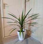 Cordyline kamerplant incl pot 80cm evt te bezorgen*, Ophalen, Overige soorten, In pot, Minder dan 100 cm