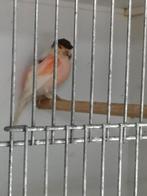 Harlekijn kanaries, Dieren en Toebehoren, Vogels | Kanaries, Meerdere dieren, Postuurkanarie