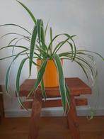 Graslelie met pot - Kamerplant, Huis en Inrichting, Kamerplanten, Ophalen, Overige soorten, Halfschaduw, In pot