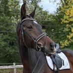 Mooie, lieve Apache x Special D merrie te koop, Dieren en Toebehoren, Merrie, Gechipt, M, Dressuurpaard