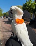 Super tamme witkuif kaketoe 1 jaar oud met kooi, Dieren en Toebehoren, Vogels | Parkieten en Papegaaien, Vrouwelijk, Papegaai