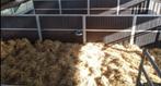 Winteropfok 2025 - 2026 jaarling hengsten en merrieveulens, Dieren en Toebehoren, Stalling en Weidegang, Stalling, 4 paarden of pony's of meer