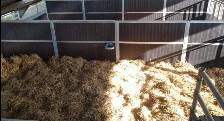 Winteropfok 2025 - 2026 jaarling hengsten en veulens, Dieren en Toebehoren, Stalling en Weidegang, Opfok, Stalling, 4 paarden of pony's of meer