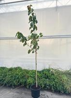 Davidia involucrata vilmoriniana ❗️🌳Zakdoekenboom🌳❗️, Ophalen, Volle zon, Overige soorten