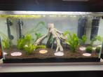 Ciano Aquarium 60 Led Cf80 - Aquaria - 60x30x34 cm 58 l Zwar, Dieren en Toebehoren, Vissen | Aquaria en Toebehoren, Ophalen, Zo goed als nieuw