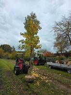 Liquidambar styraciflua 'Palo Alto'

Maat 20/25, Ophalen of Verzenden, Bloeit niet, Halfschaduw, Overige soorten