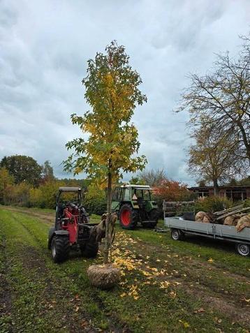 Liquidambar styraciflua 'Palo Alto'

Maat 20/25 beschikbaar voor biedingen