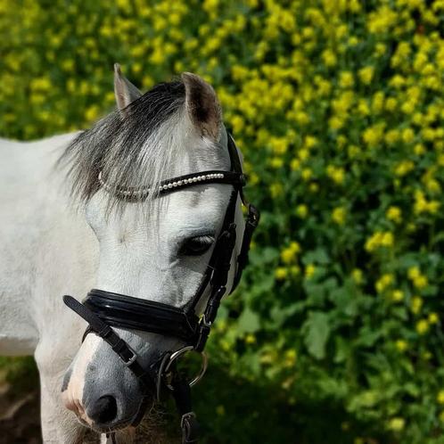 Verzorgster gezocht, Dieren en Toebehoren, Paarden en Pony's | Overige Paardenspullen, Ophalen of Verzenden