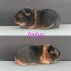 US Teddy Zeug met Stamboom, Dieren en Toebehoren, Knaagdieren, Cavia, Februari, Vrouwelijk, Tam