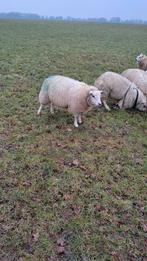 7 Gedekte jonge ooien, Dieren en Toebehoren, Schapen, Geiten en Varkens, Vrouwelijk, Schaap