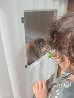 Konijn, Dieren en Toebehoren, Konijnen, Mannelijk, Middelgroot, 0 tot 2 jaar