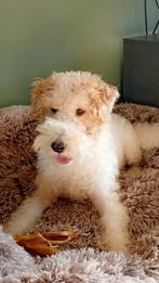 Toby, fox Terriër, geb.datum 10-02-2022, Particulier, Reu, Buitenland, Parvo