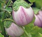 Aubergine Globe, Ophalen of Verzenden, Voorjaar, Volle zon, Zaad