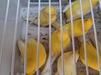 Zuivere waterslagers te koop mooi diep van kleur, Meerdere dieren, Tropenvogel, Geringd